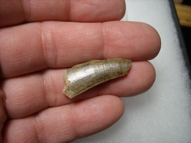 Tyrannosaurus Dinosaur Tooth Shard (100422c) - Image 4