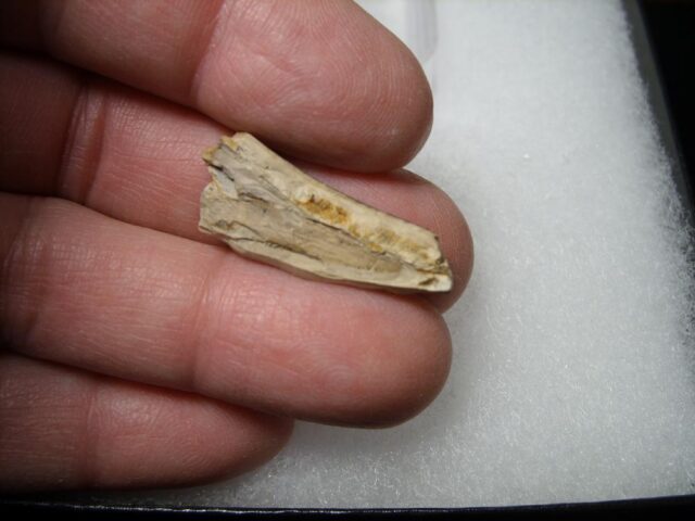 Tyrannosaurus Dinosaur Tooth Shard (100422c) - Image 3