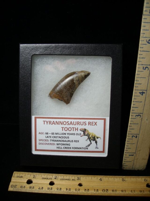 T rex Dinosaur Tooth (100422e) The Stones & Bones Collection