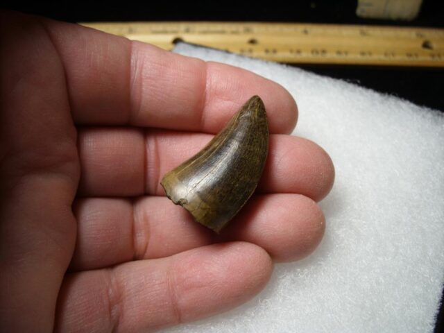 T rex Dinosaur Tooth (100422f)