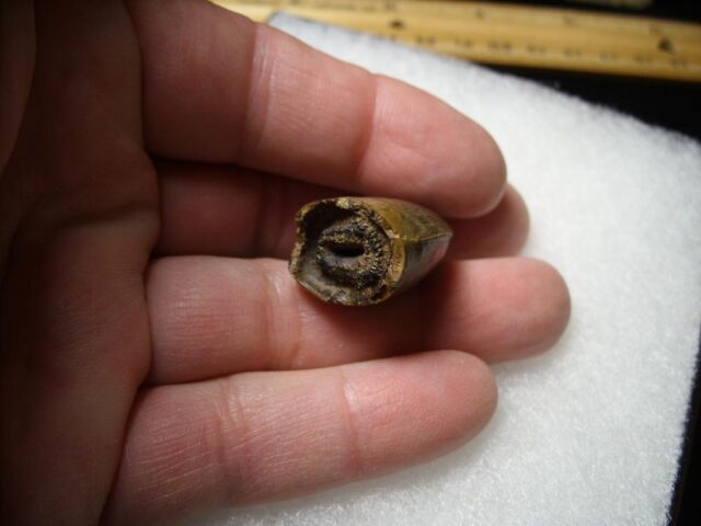 T rex Dinosaur Tooth (100422f) - Image 2