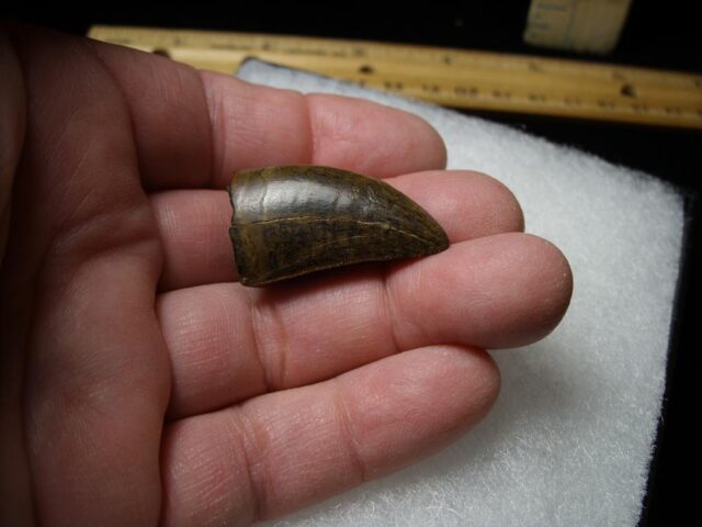 T rex Dinosaur Tooth (100422f) - Image 3