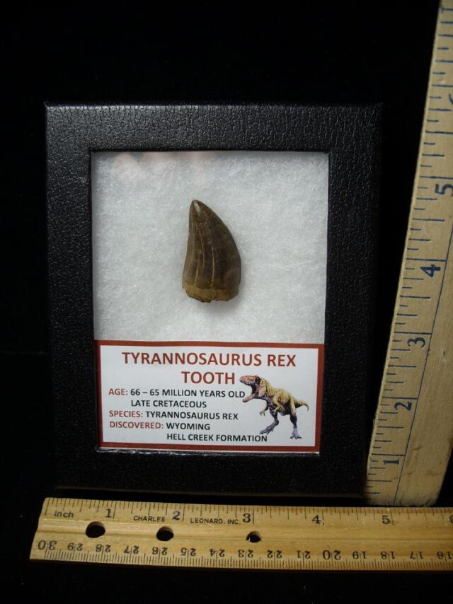 T rex Dinosaur Tooth (100422f) - Image 4