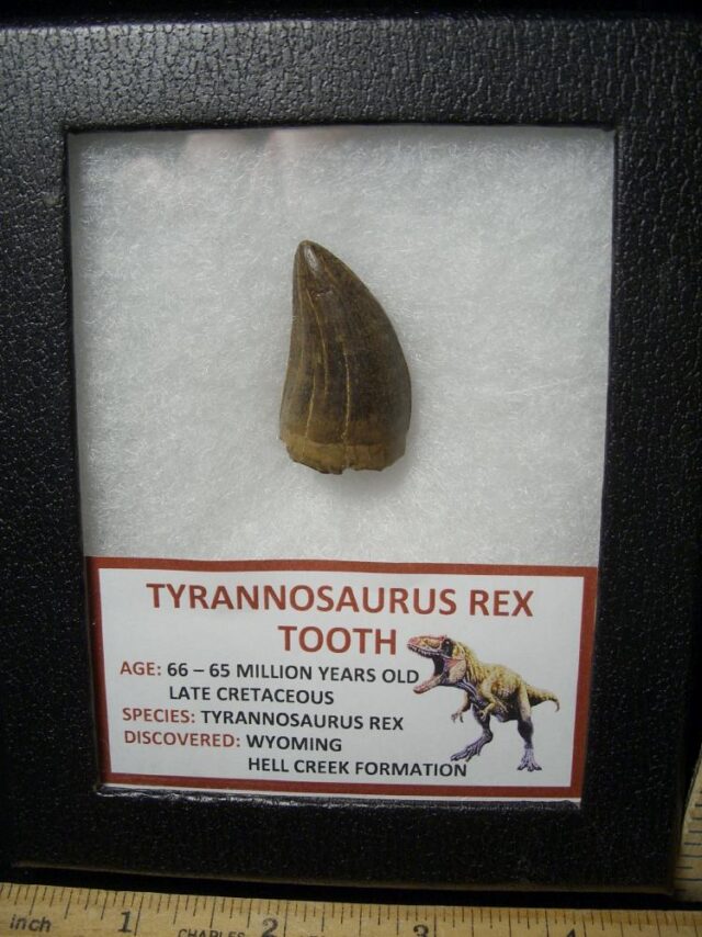T rex Dinosaur Tooth (100422f) - Image 5
