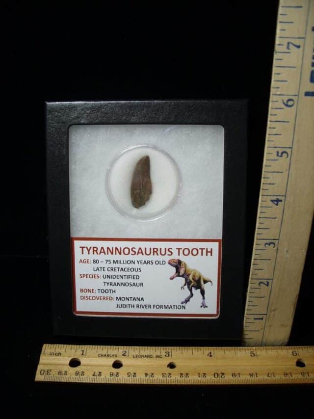 Tyrannosaurus Dinosaur Tooth (100422g)..* “SPECIAL – BELOW DEALER COST ” *..