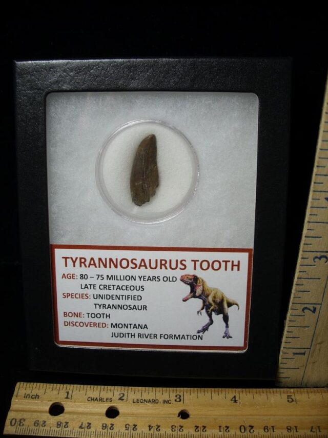 Tyrannosaurus Dinosaur Tooth (100422g)..* “SPECIAL – BELOW DEALER COST ” *.. - Image 2