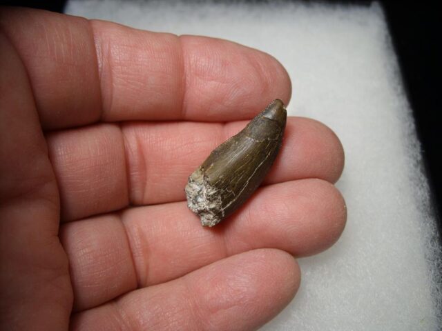 Tyrannosaurus Dinosaur Tooth (100422g)..* “SPECIAL – BELOW DEALER COST ” *.. - Image 3