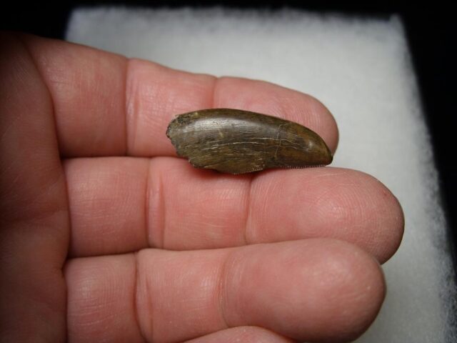 Tyrannosaurus Dinosaur Tooth (100422g)..* “SPECIAL – BELOW DEALER COST ” *.. - Image 4