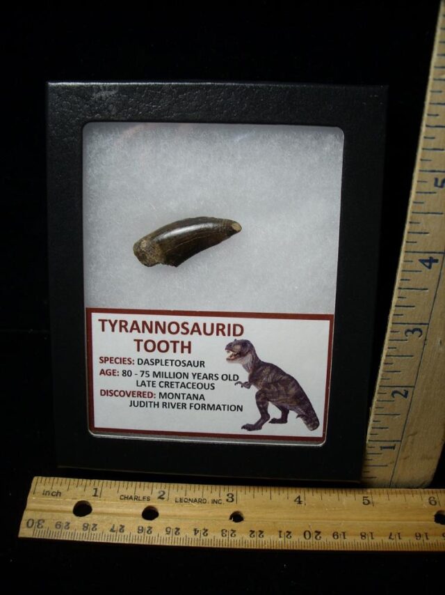 Daspletosaur  Tyrannosaurid Dinosaur Tooth (100422h)**** “SPECIAL – BELOW DEALER COST ” *$500.00