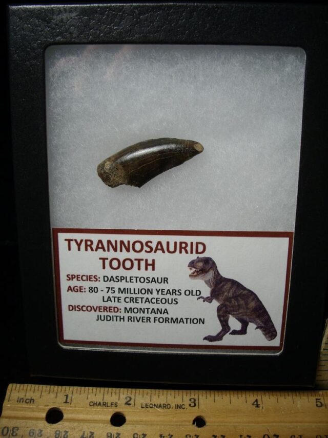 Daspletosaur  Tyrannosaurid Dinosaur Tooth (100422h)**** “SPECIAL – BELOW DEALER COST ” *$500.00 - Image 2