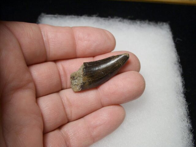 Daspletosaur  Tyrannosaurid Dinosaur Tooth (100422h)**** “SPECIAL – BELOW DEALER COST ” *$500.00 - Image 3