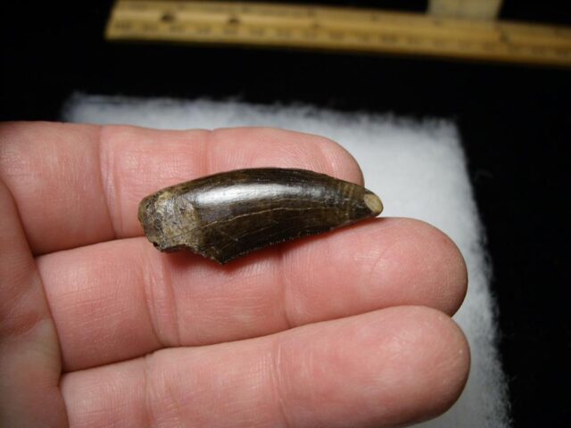 Daspletosaur  Tyrannosaurid Dinosaur Tooth (100422h)**** “SPECIAL – BELOW DEALER COST ” *$500.00 - Image 4