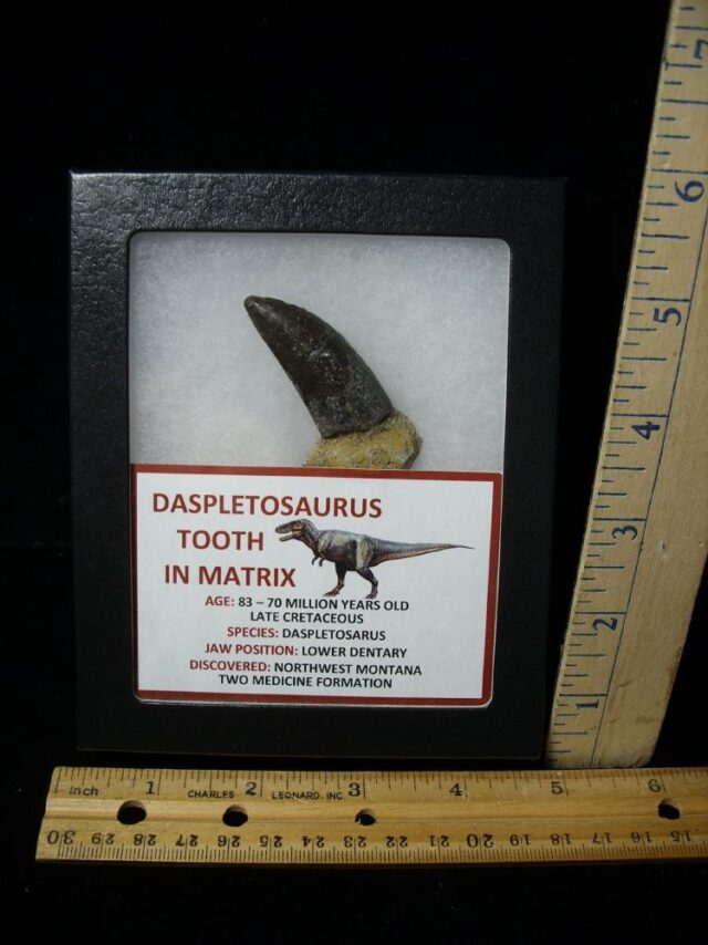 Daspletosaur  Dinosaur Tooth (100422j)..* “SPECIAL – BELOW DEALER COST ”