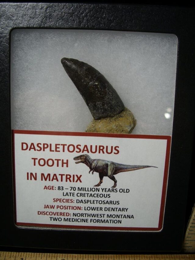Daspletosaur  Dinosaur Tooth (100422j)..* “SPECIAL – BELOW DEALER COST ” - Image 2