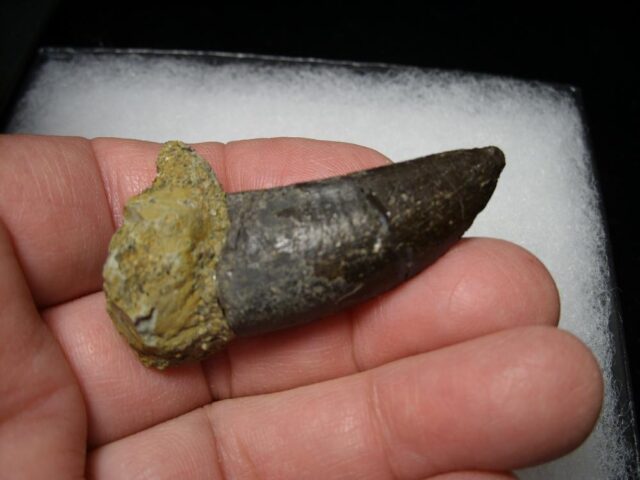 Daspletosaur  Dinosaur Tooth (100422j)..* “SPECIAL – BELOW DEALER COST ” - Image 3