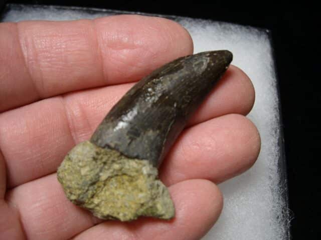 Daspletosaur  Dinosaur Tooth (100422j)..* “SPECIAL – BELOW DEALER COST ” - Image 4