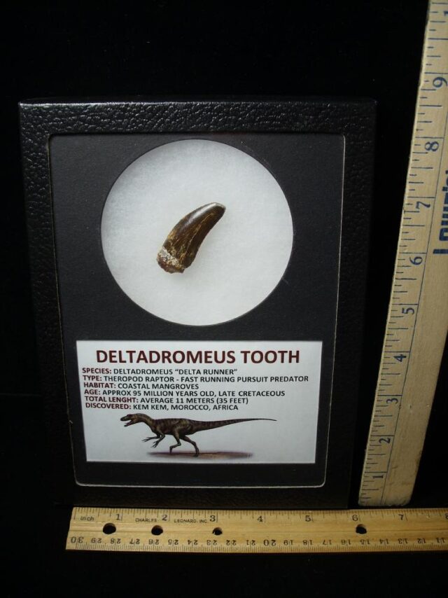 Deltadromeus Dinosaur Tooth (100422m)**** “SPECIAL – BELOW DEALER COST ” *$245.00