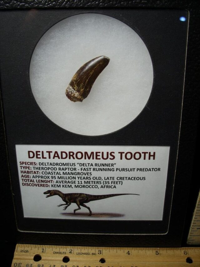 Deltadromeus Dinosaur Tooth (100422m)**** “SPECIAL – BELOW DEALER COST ” *$245.00 - Image 2