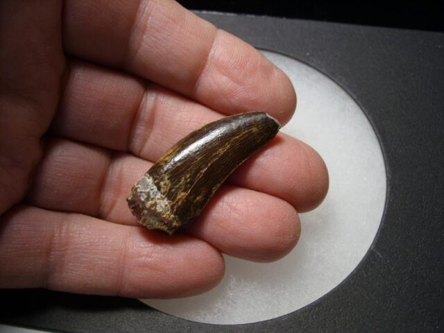Deltadromeus Dinosaur Tooth (100422m)**** “SPECIAL – BELOW DEALER COST ” *$245.00 - Image 3