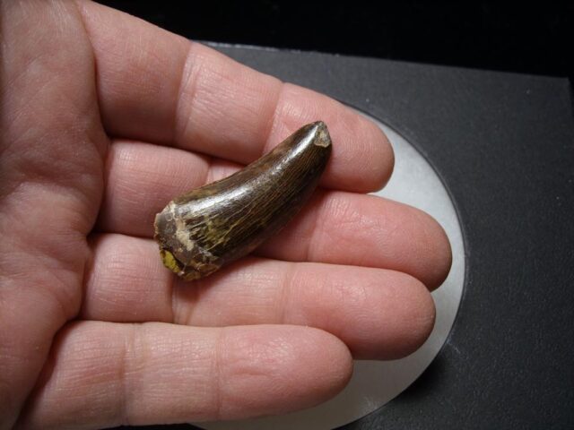 Deltadromeus Dinosaur Tooth (100422m)**** “SPECIAL – BELOW DEALER COST ” *$245.00 - Image 4