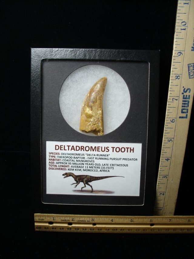 Deltadromeus Dinosaur Tooth (100422n) - Image 4