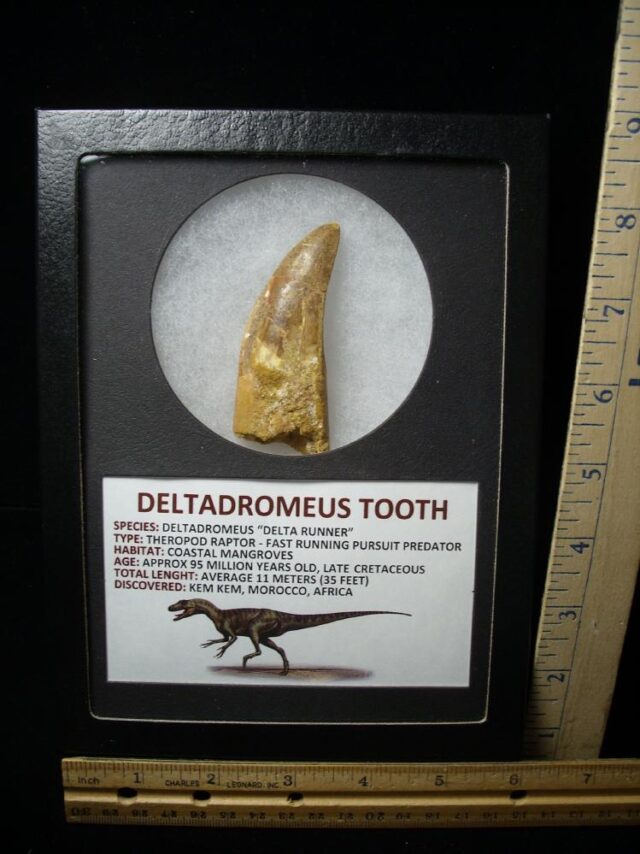 Deltadromeus Dinosaur Tooth (100422n) - Image 5