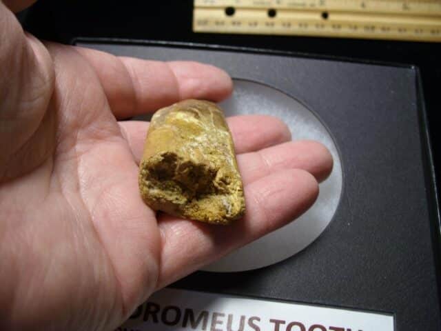 Deltadromeus Dinosaur Tooth (100422n) - Image 3