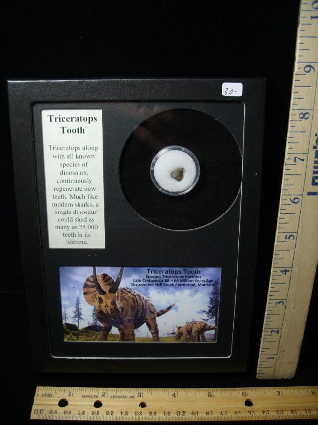 Triceratops Dinoaur Tooth (100522b)