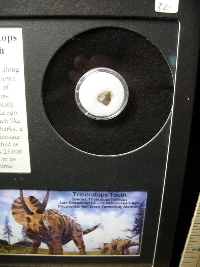 Triceratops Dinoaur Tooth (100522b) - Image 2