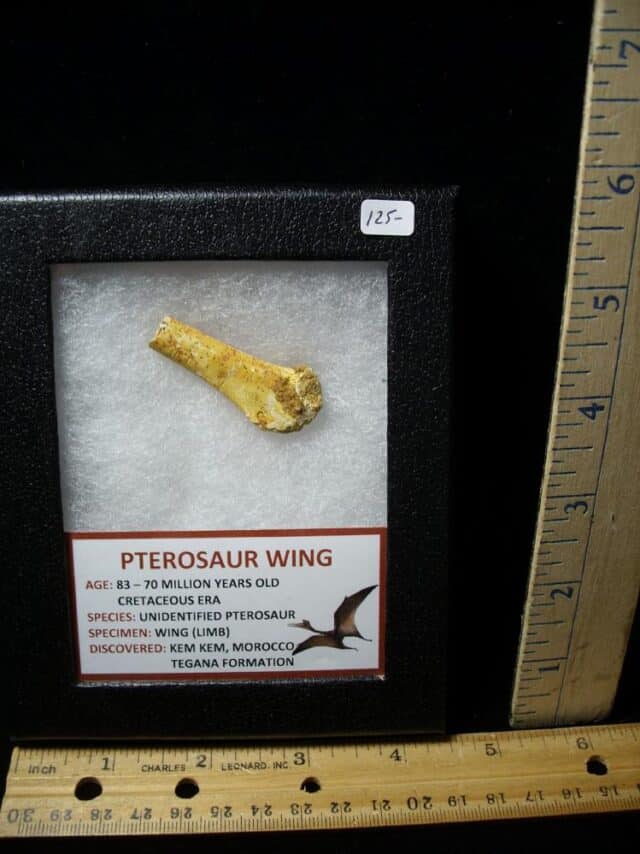Pterosaur Wing Bone (Partial)  (100522c)
