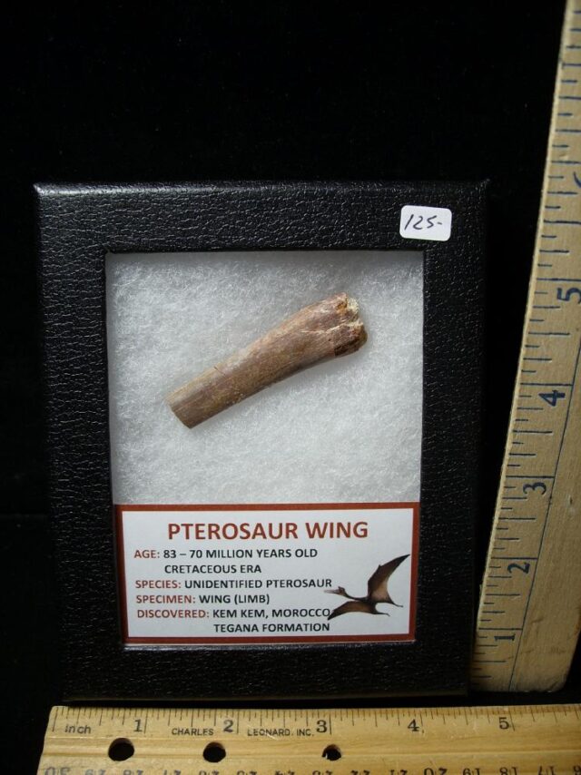 Pterosaur Wing Bone (Partial)  (100522d)