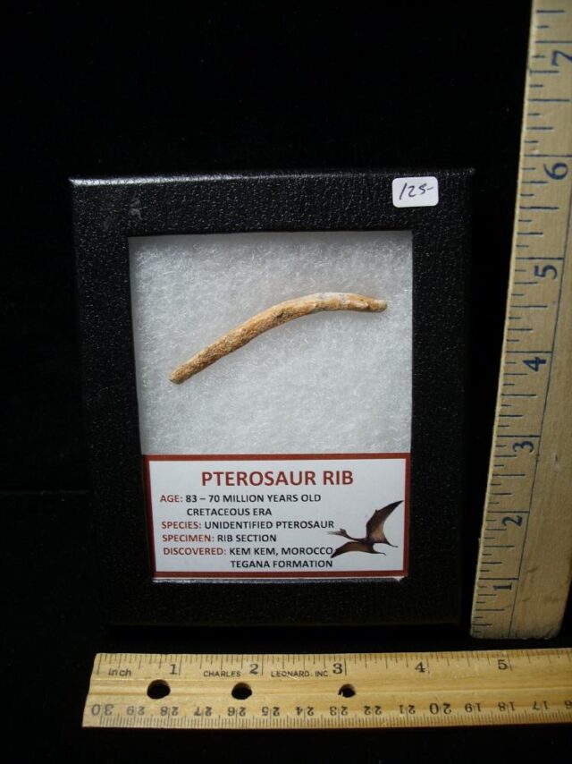 Pterosaur Rib Bone   (100522e)