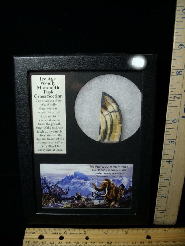 Authentic Mammoth Tusk Cross Section (100922e)