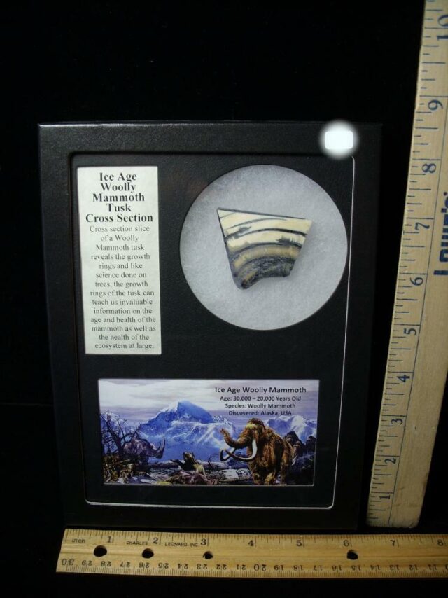 Authentic Mammoth Tusk Cross Section (100922g)