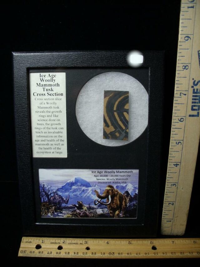 Authentic Mammoth Tusk Cross Section (100922h)