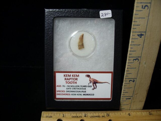 Dromaeosaurus Raptor Dinosaur Tooth (101022f)
