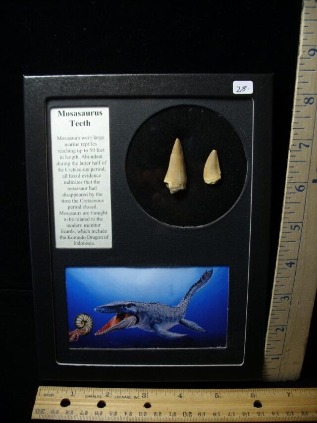 Two Mosasaur Teeth(100922k)