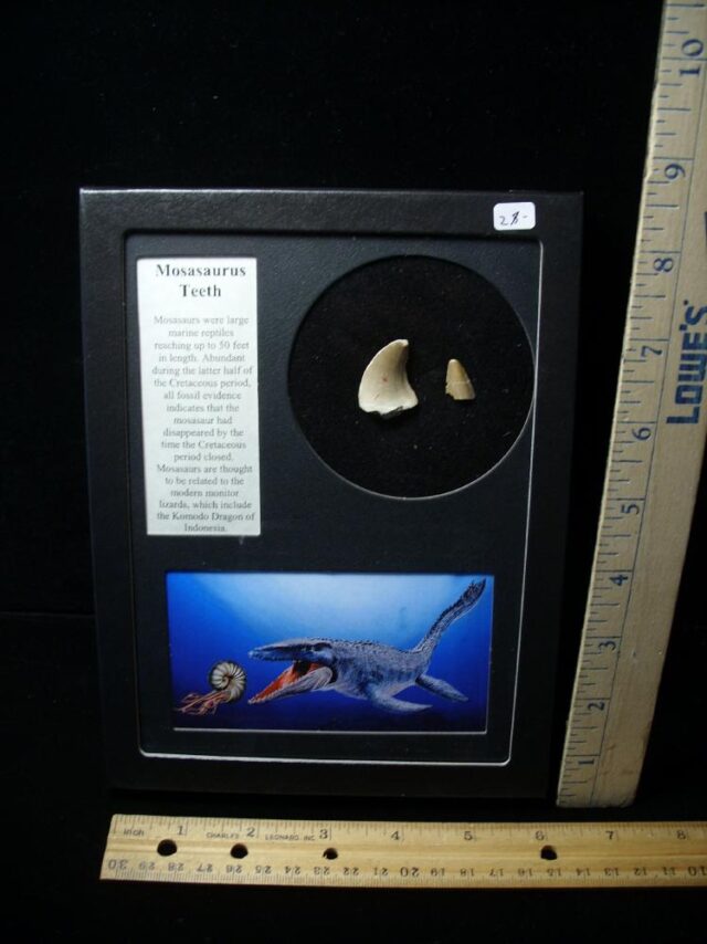 Two Mosasaur Teeth(101022ht)