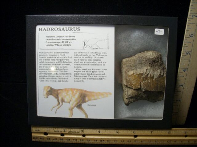 Hadrosaur Dinosaur Bone (101022k)
