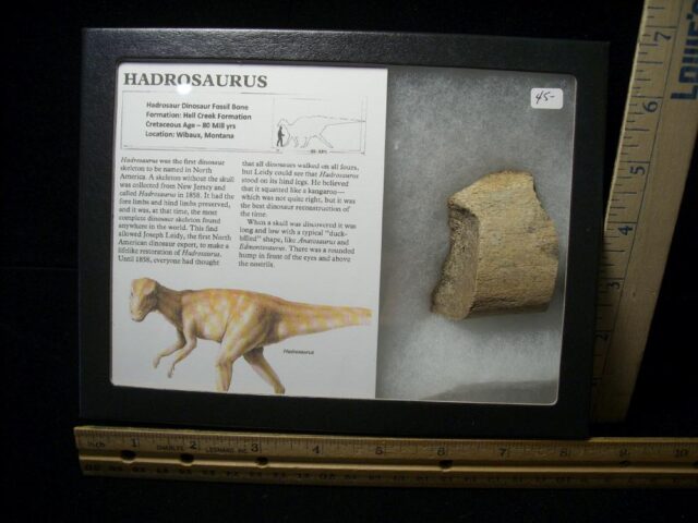 Hadrosaur Dinosaur Bone (101022m)