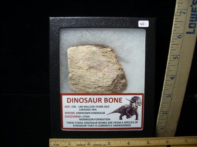 Partial Jurassic Dinosaur Bone  (101122c)