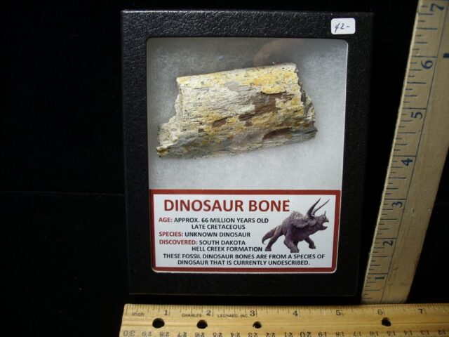 Cretaceous Age Dinosaur Bone (101122d)