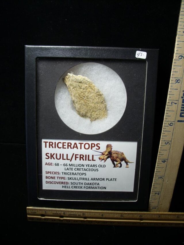 Cretaceous Age Dinosaur Bone (101122f)