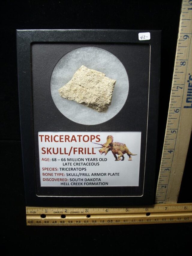 Cretaceous Age Dinosaur Bone (101122h)
