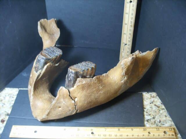 Fossilized Baby Mammoth Jaw (101922a) - Image 4
