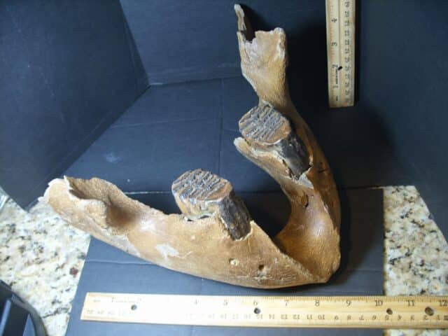 Fossilized Baby Mammoth Jaw (101922a)