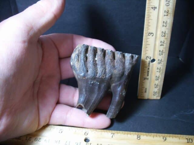 Fossilized Baby Mammoth Molar (101922b)