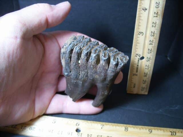 Fossilized Baby Mammoth Molar (101922b) - Image 3