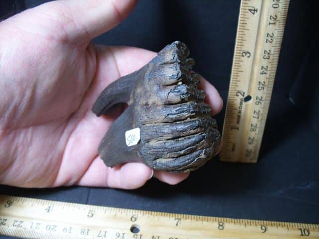 Fossilized Baby Mammoth Molar (101922b) - Image 4