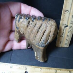 Fossilized Baby Mammoth Molar (101922c)